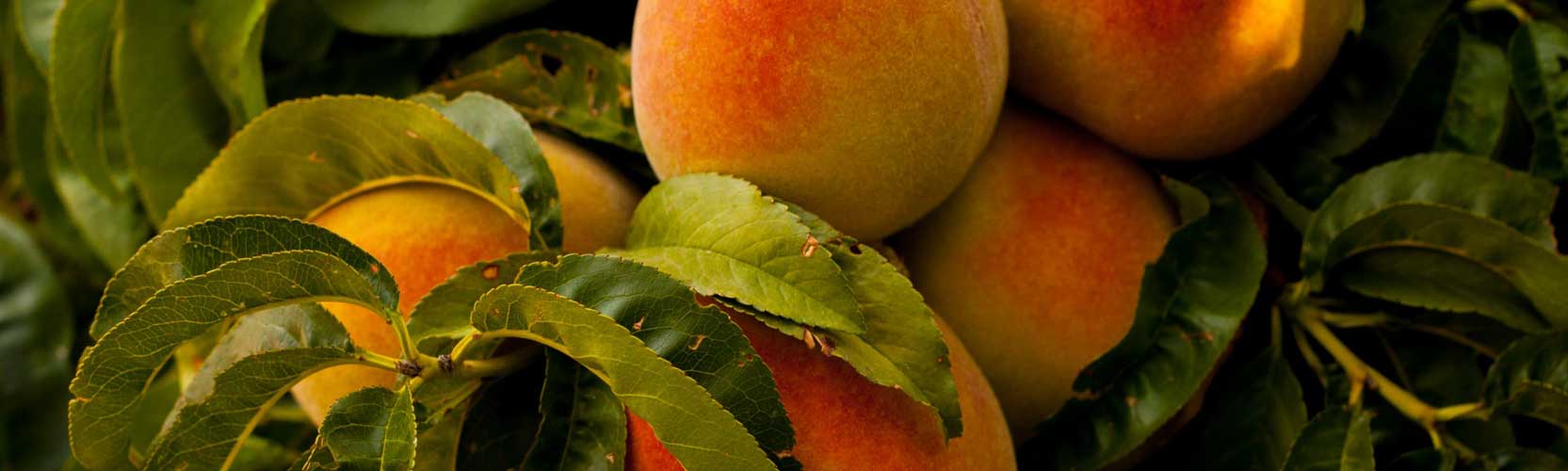 peaches1665x500.jpg